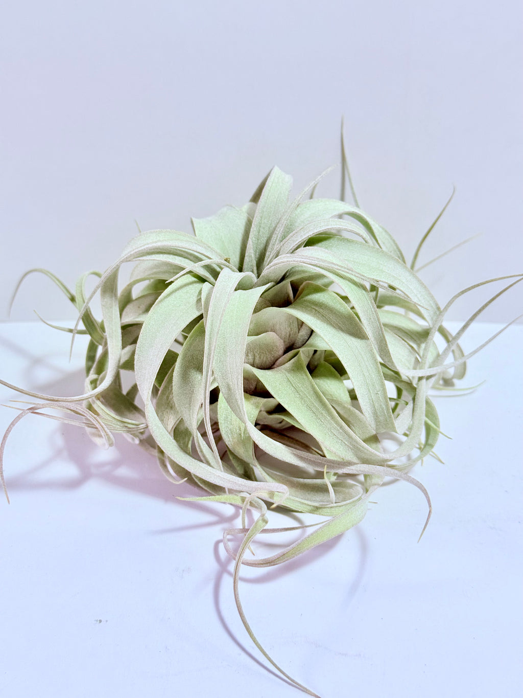 Till. Xerographica S