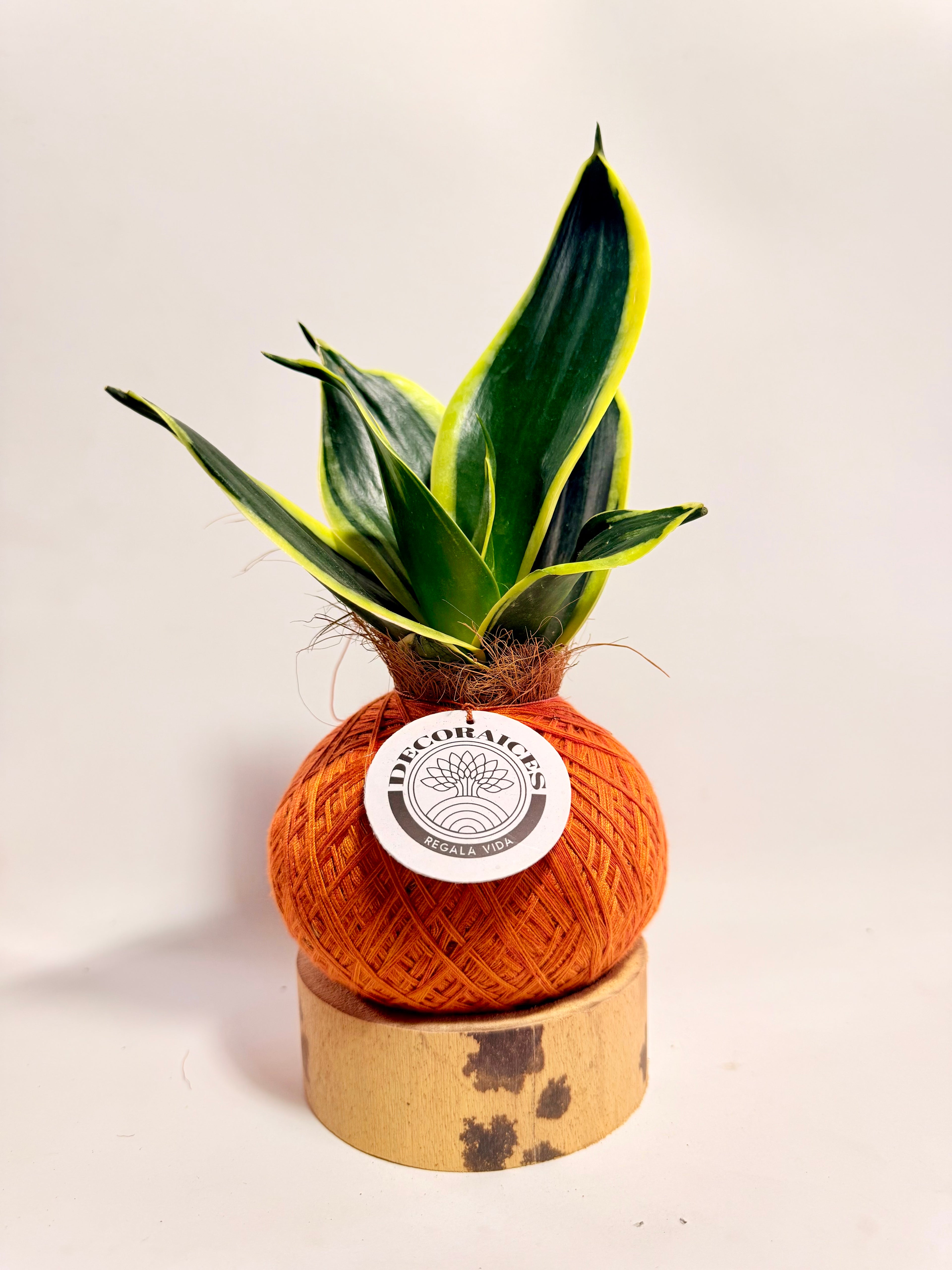 Kokedama sansevieria verde variegada mexicana + base guadua
