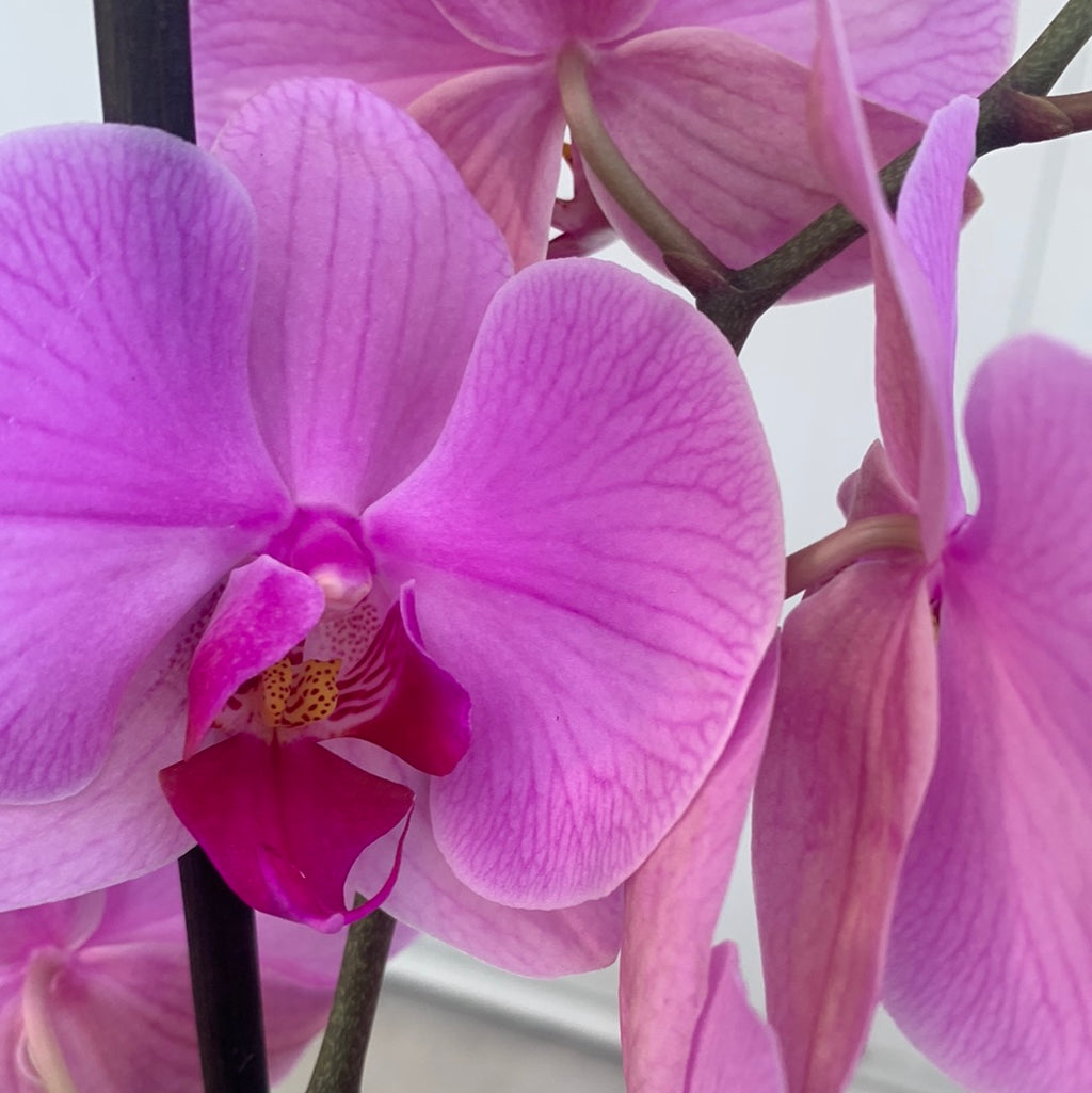 Phaleanopsis orchid in glass