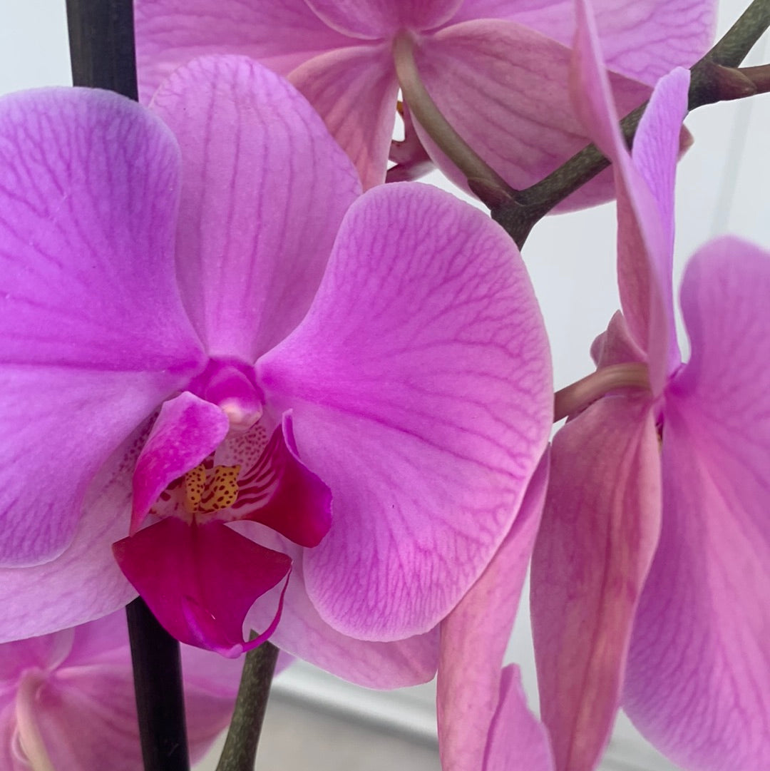 Phaleanopsis orchid in glass
