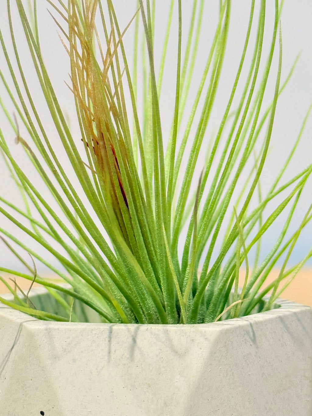 Till. Colección 3.3 + materas