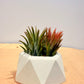 Till. Ionantha red arreglo