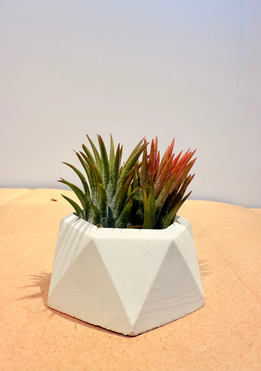 Till. Ionantha red arreglo