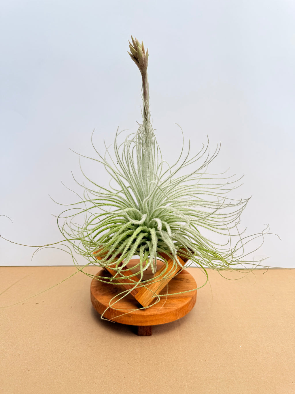 Kit Till. Tectorum + plant force + base madera teca