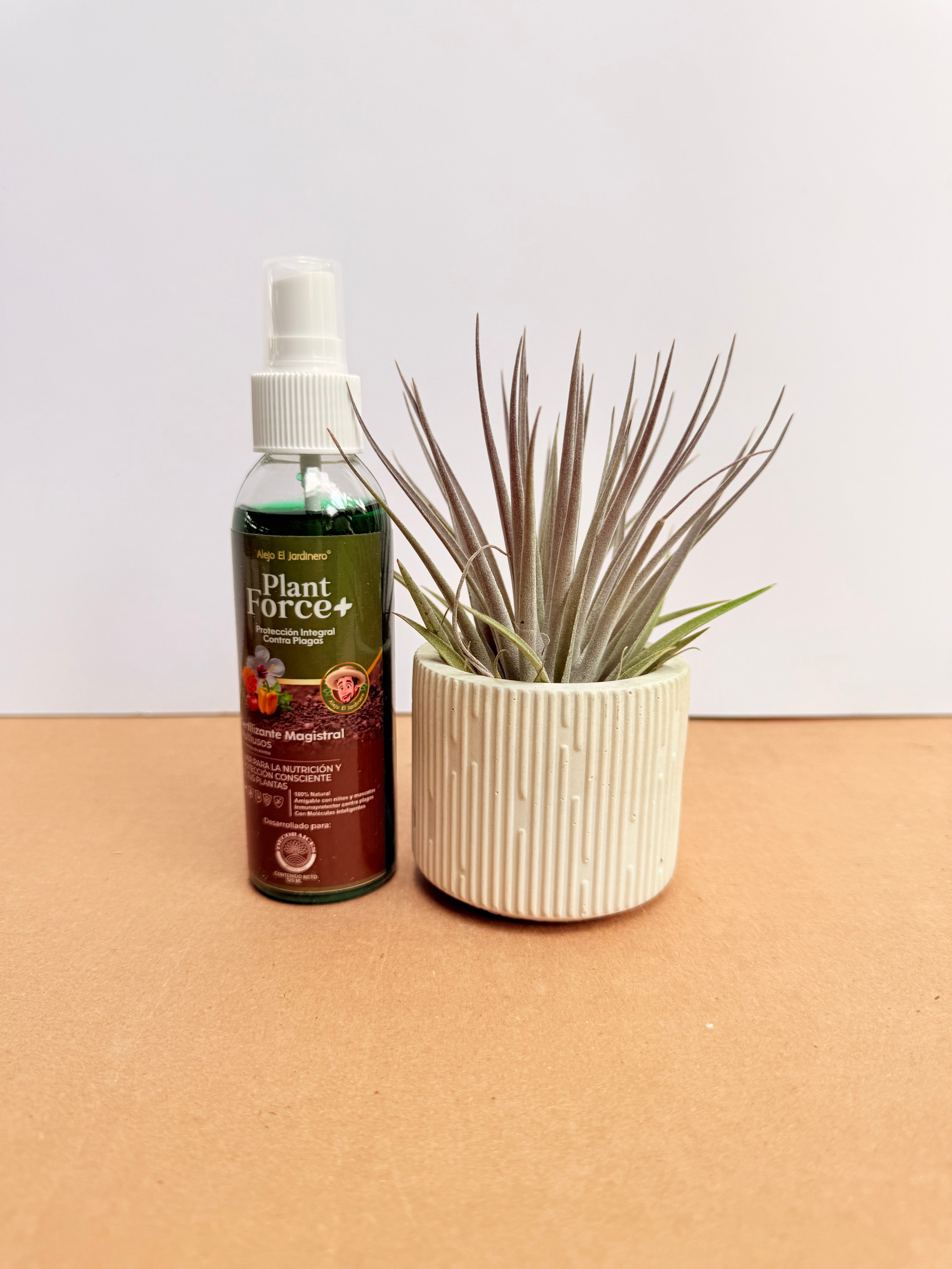 Kit Till. Plagiotropica purple s + plant force + matera