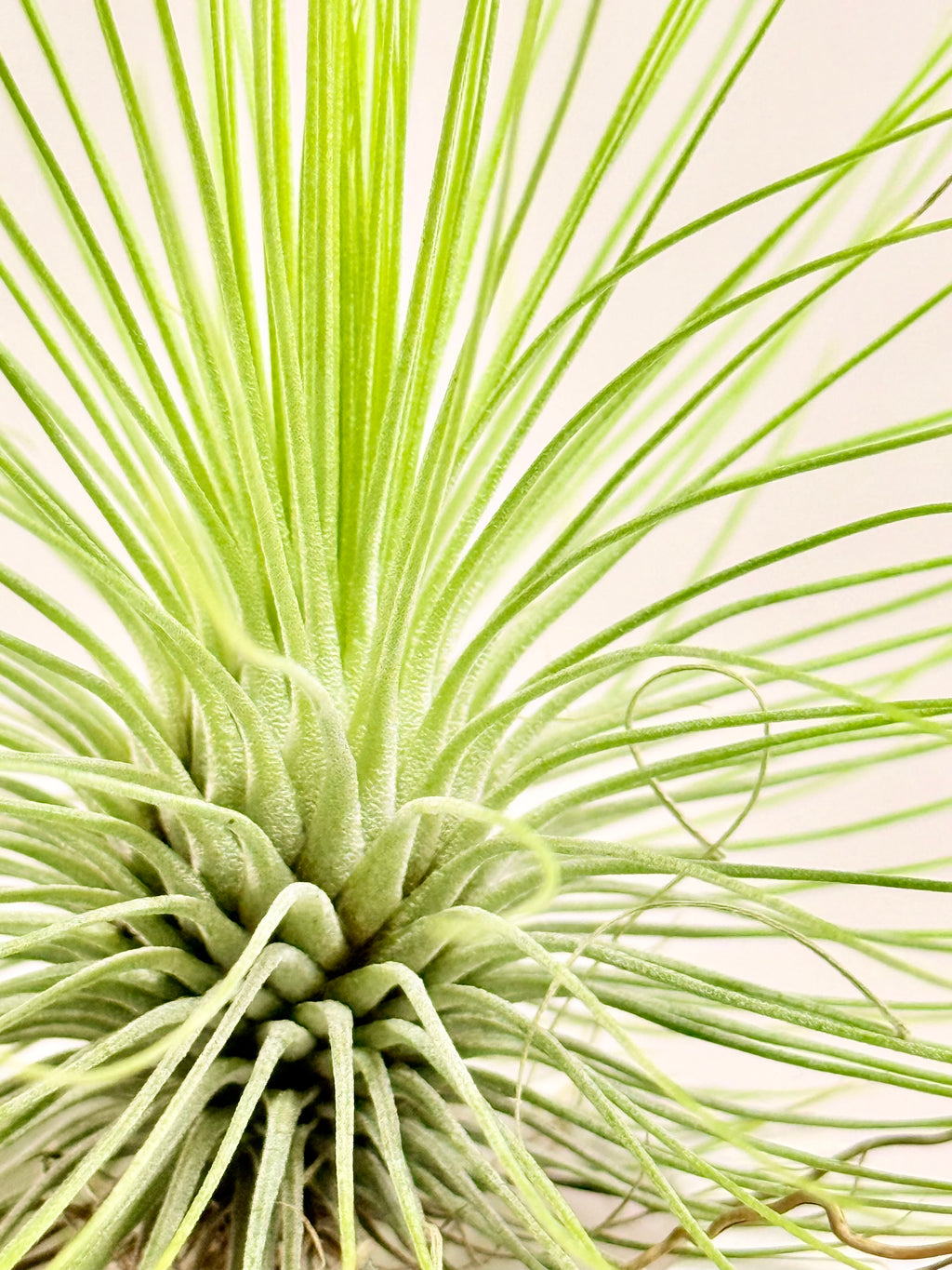 Tillandsia  Andreana M + matera