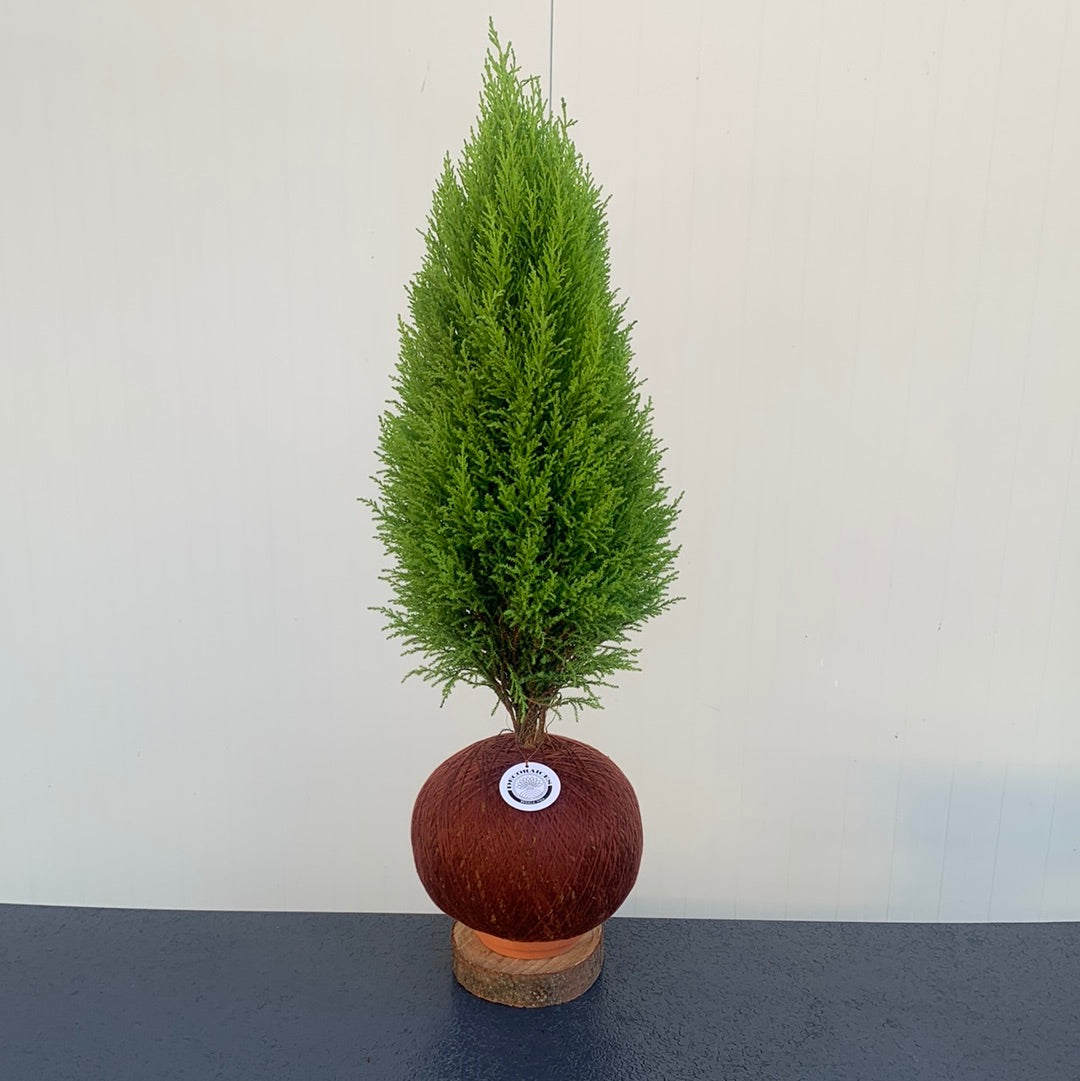 Lemon pine kokedamas