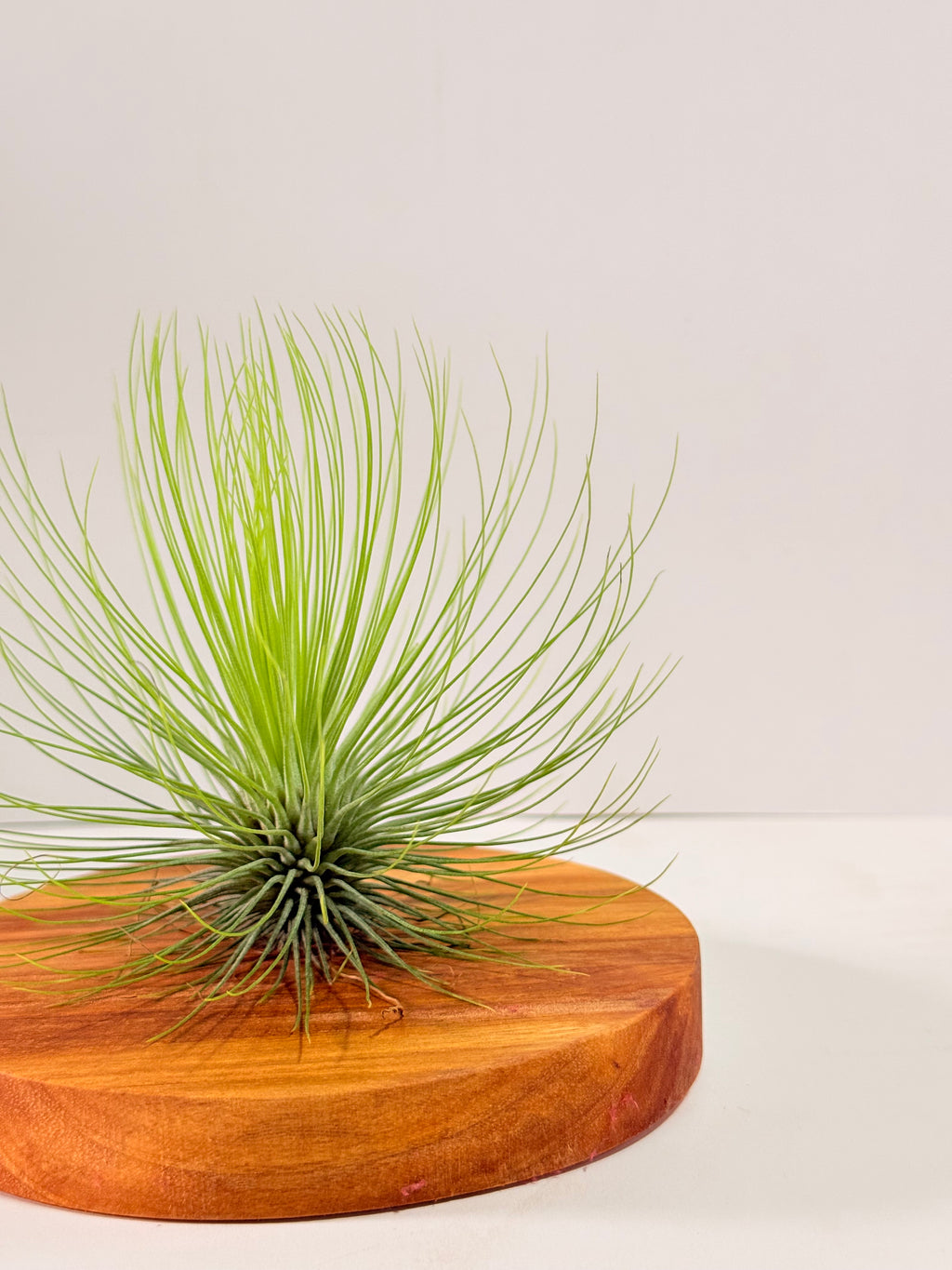 Tillandsia  Andreana M + matera