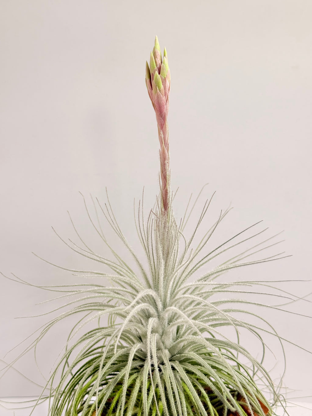 Till. Tectorum + base teca