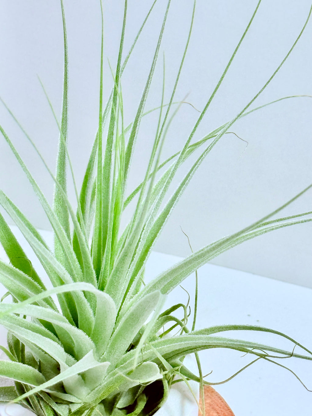 Tillandsia gardneri