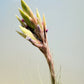 Till. Tectorum
