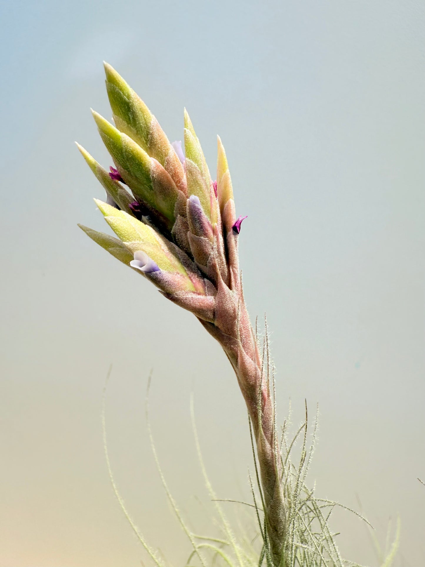 Till. Tectorum