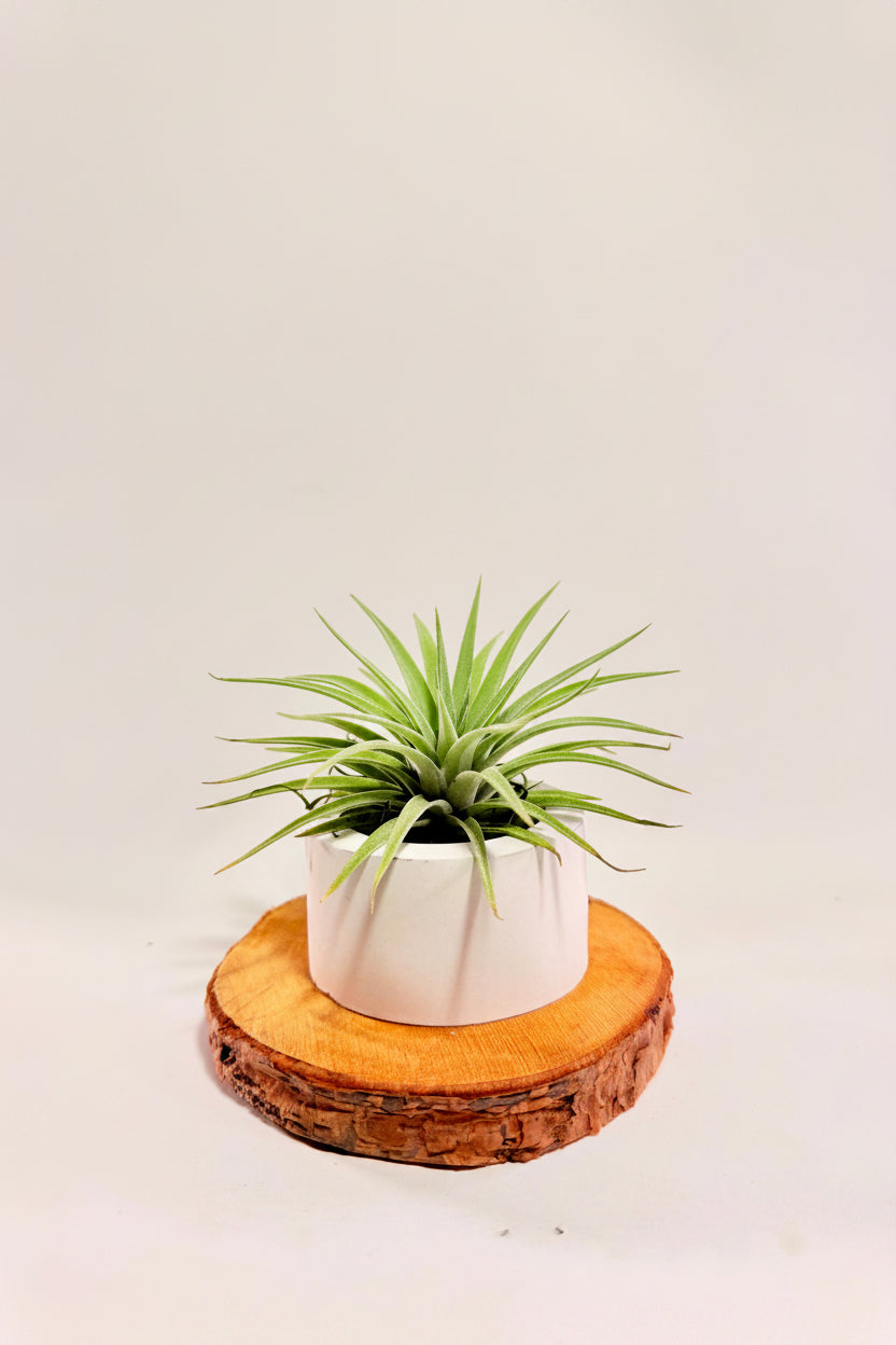Tillandsia  Palgiotropica