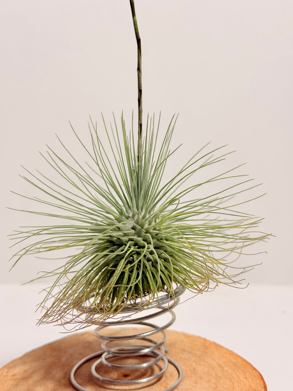 Tillandsia Fuchsii var. Gracilis