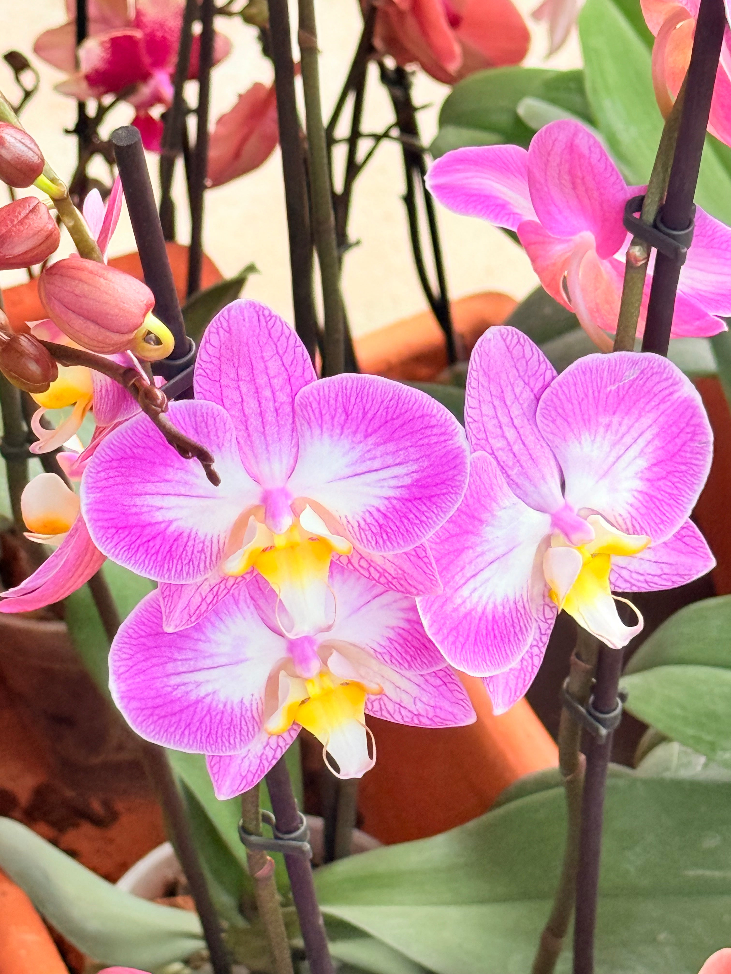 Kokedama Orquídea Premium Rosa 2V