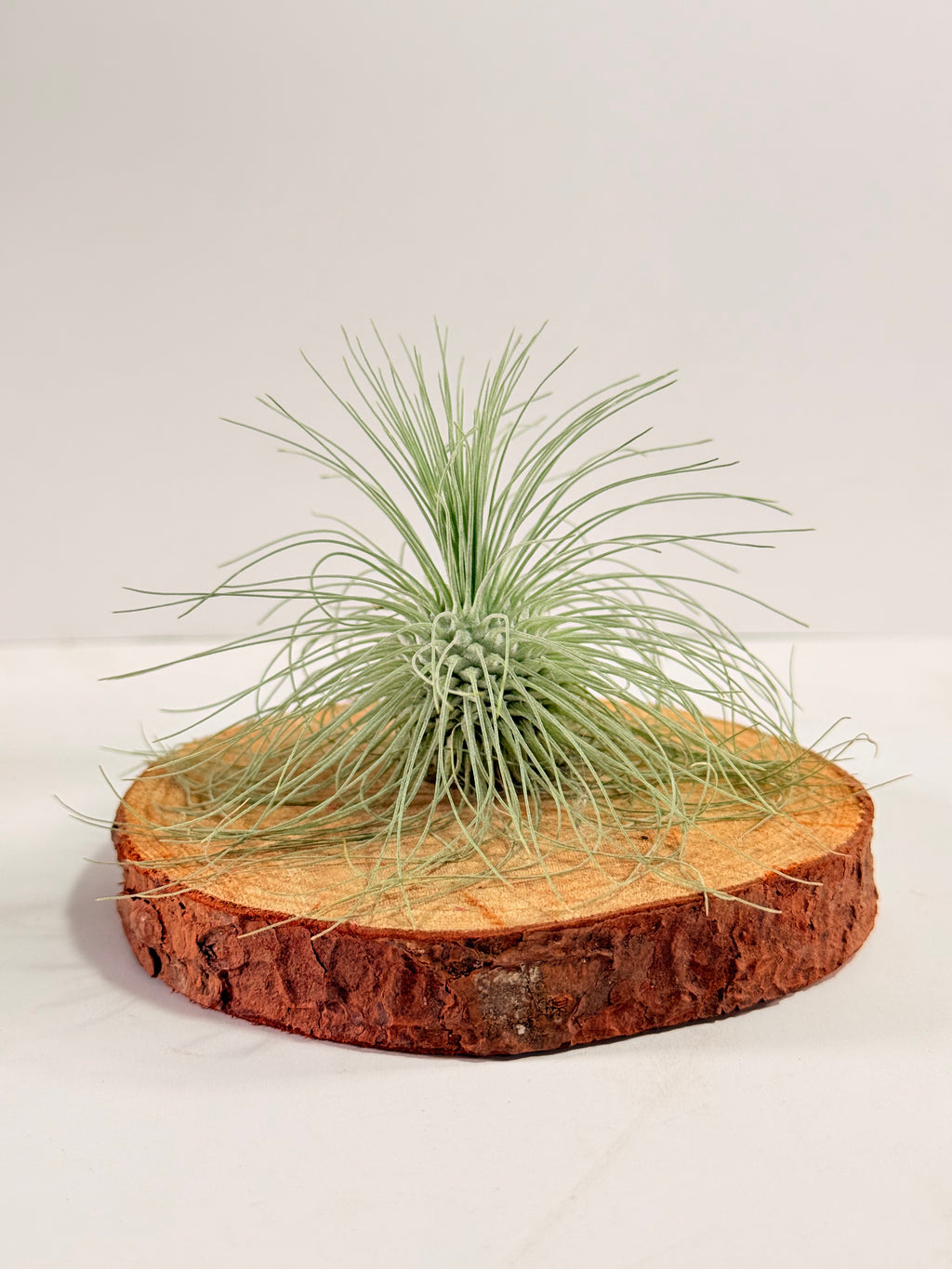 Tillandsia Fuchsii var. Gracilis