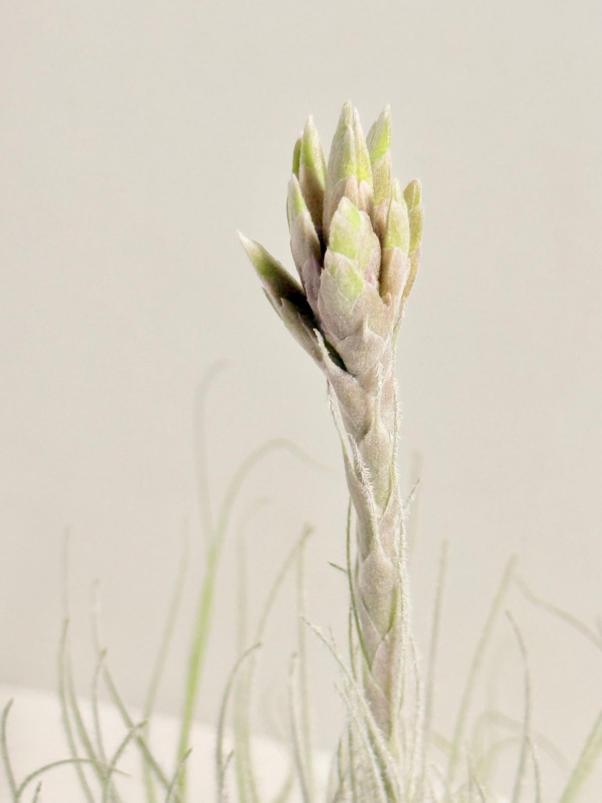 Tillandsia tectorum XL