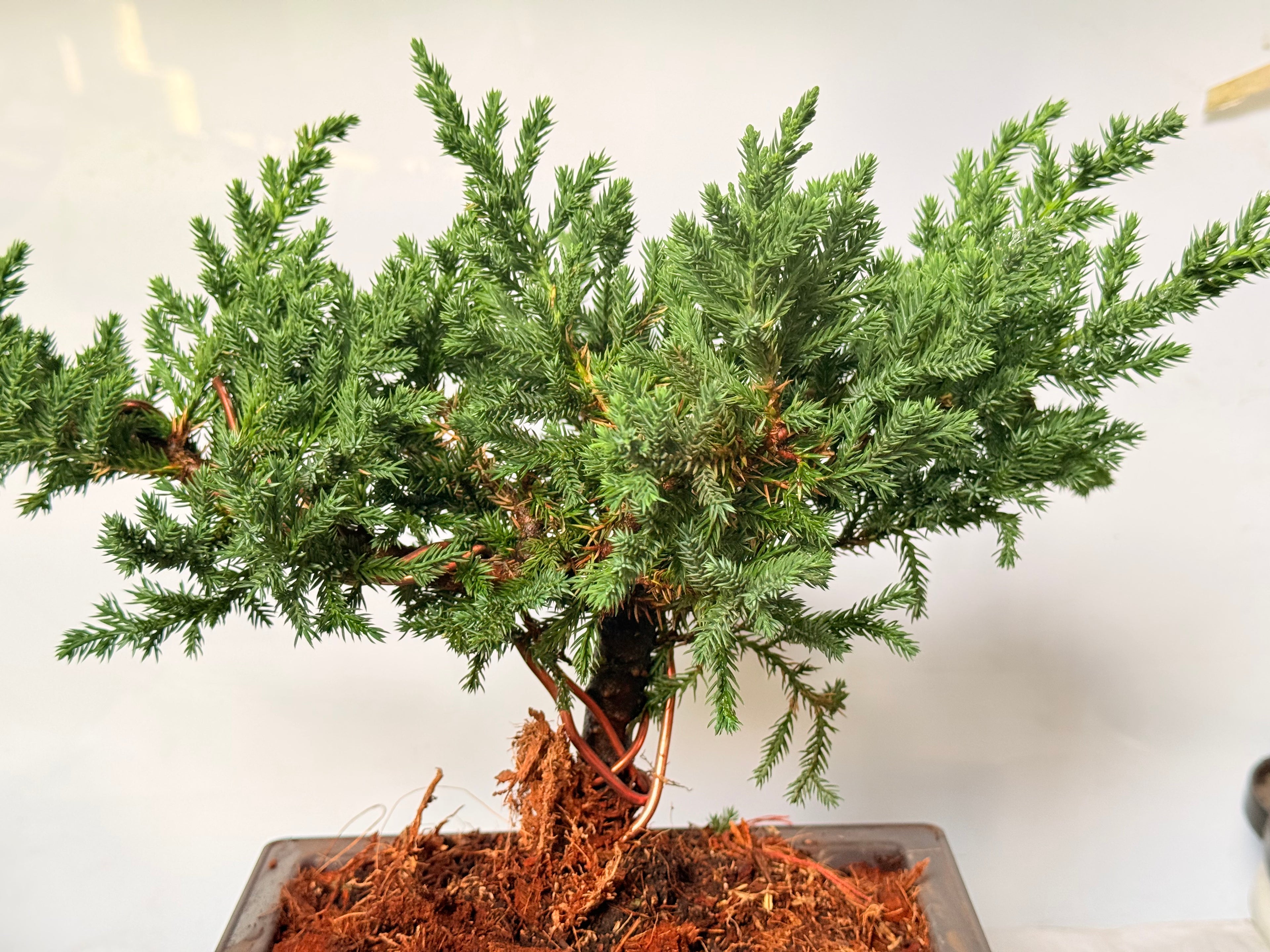 Bonsai pino rastrero alambrado