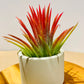 Till. Ionantha red