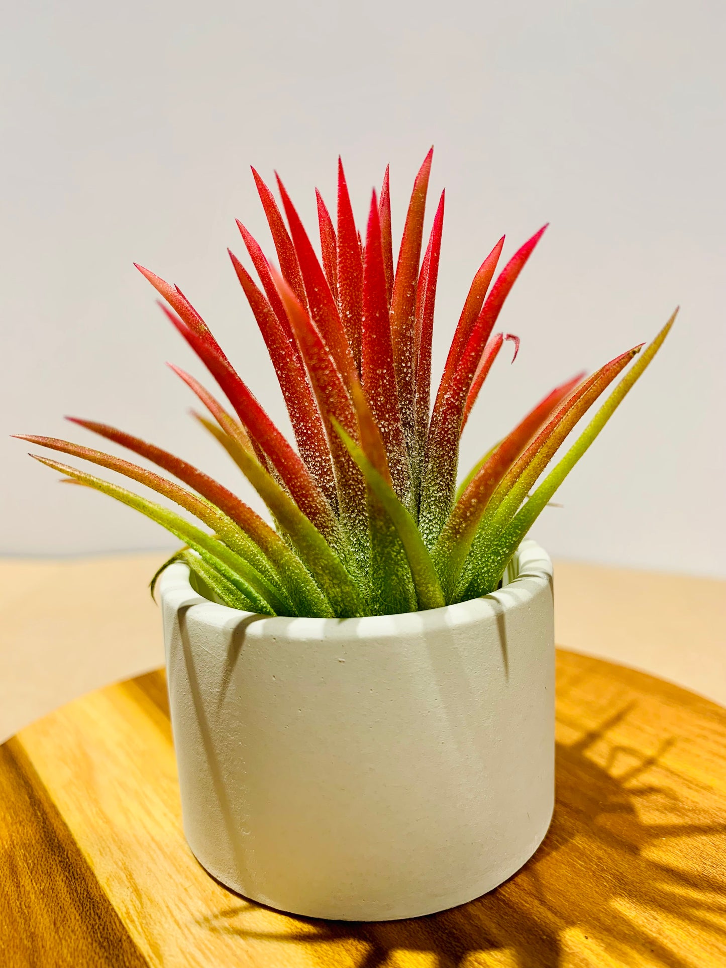 Till. Ionantha red