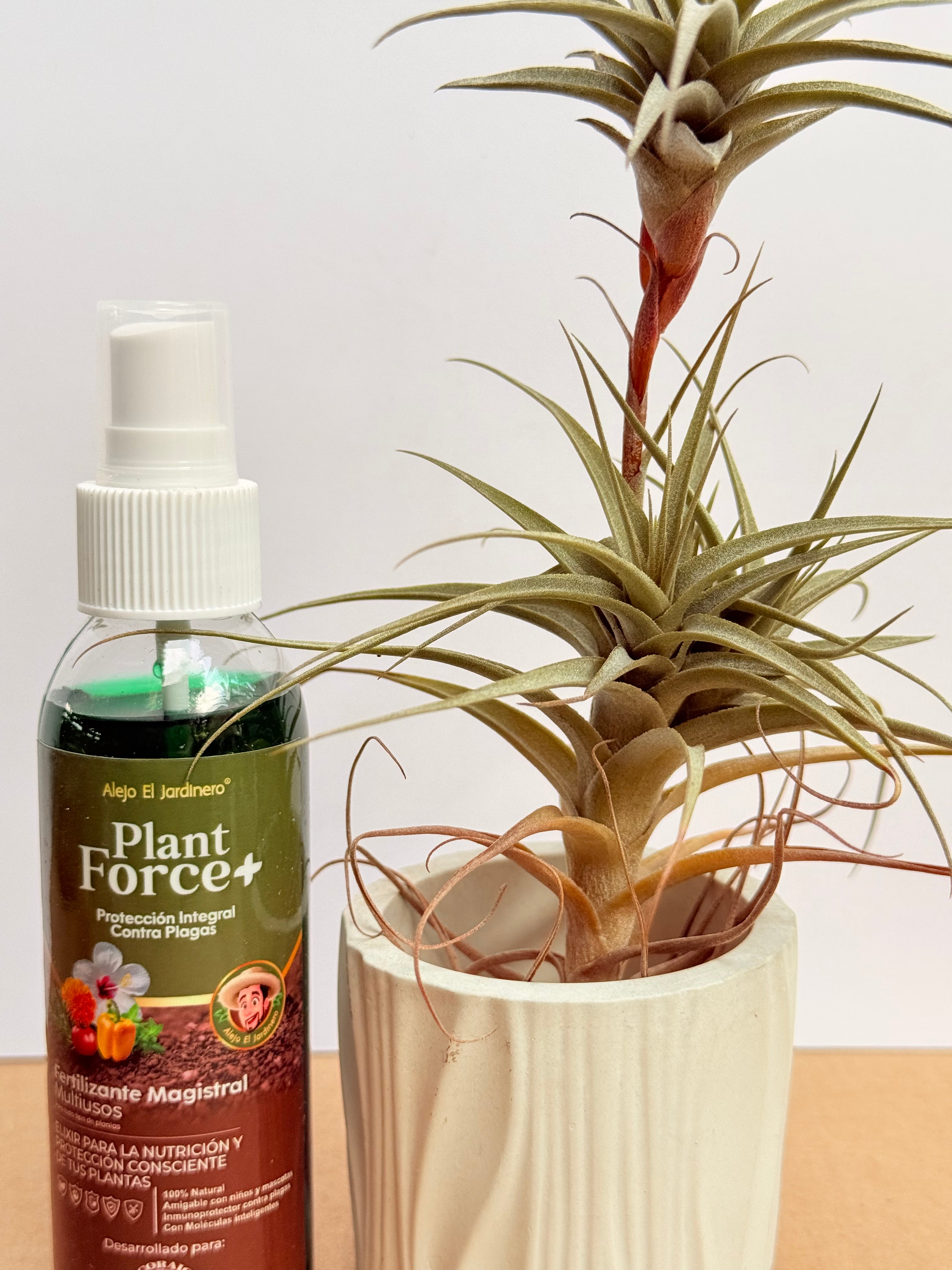 Kit Till. Mororum + plant force + matera