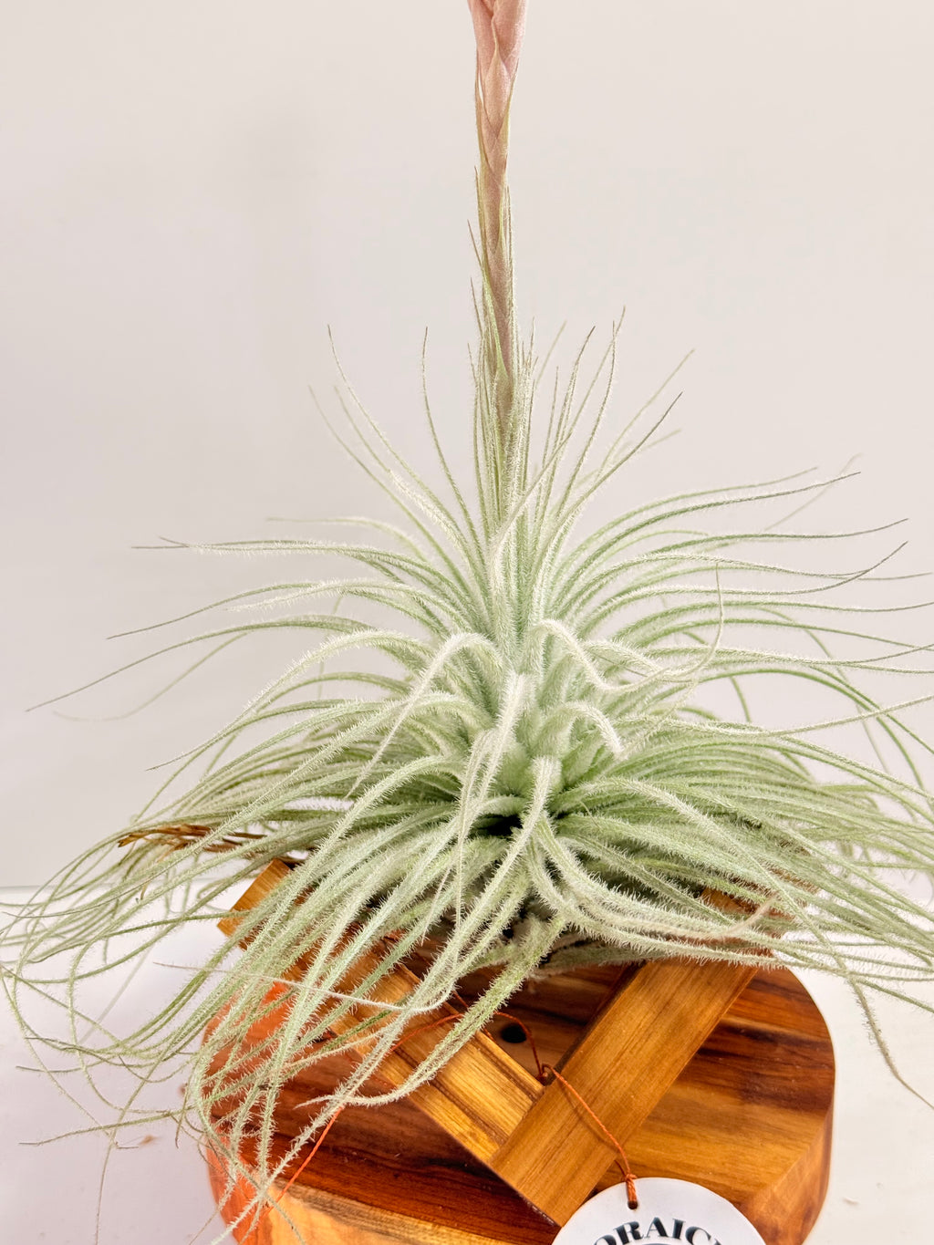 Till. Tectorum + base teca