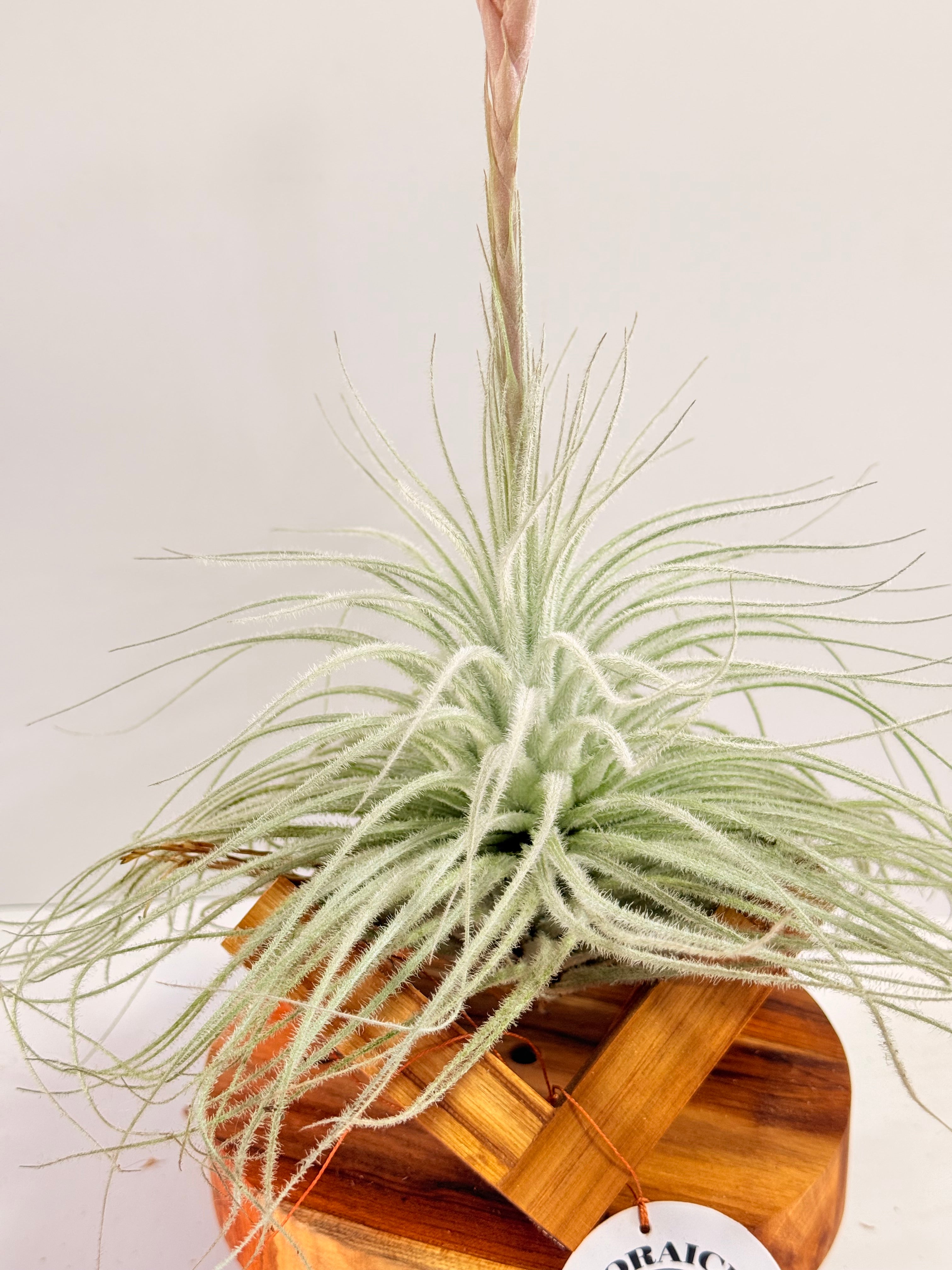 Till. Tectorum + base teca