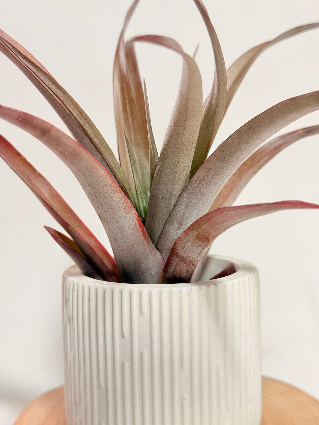 Till. Red Capitata Salmon mini + matera