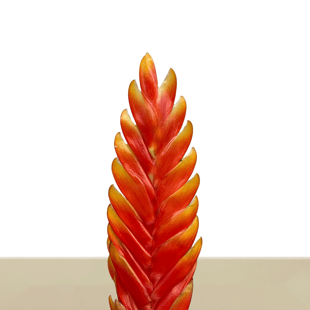 Kokedama Vrie. Draco L