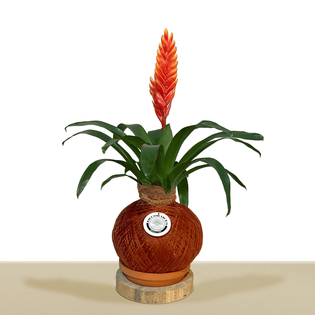 Kokedama Vrie. Draco L