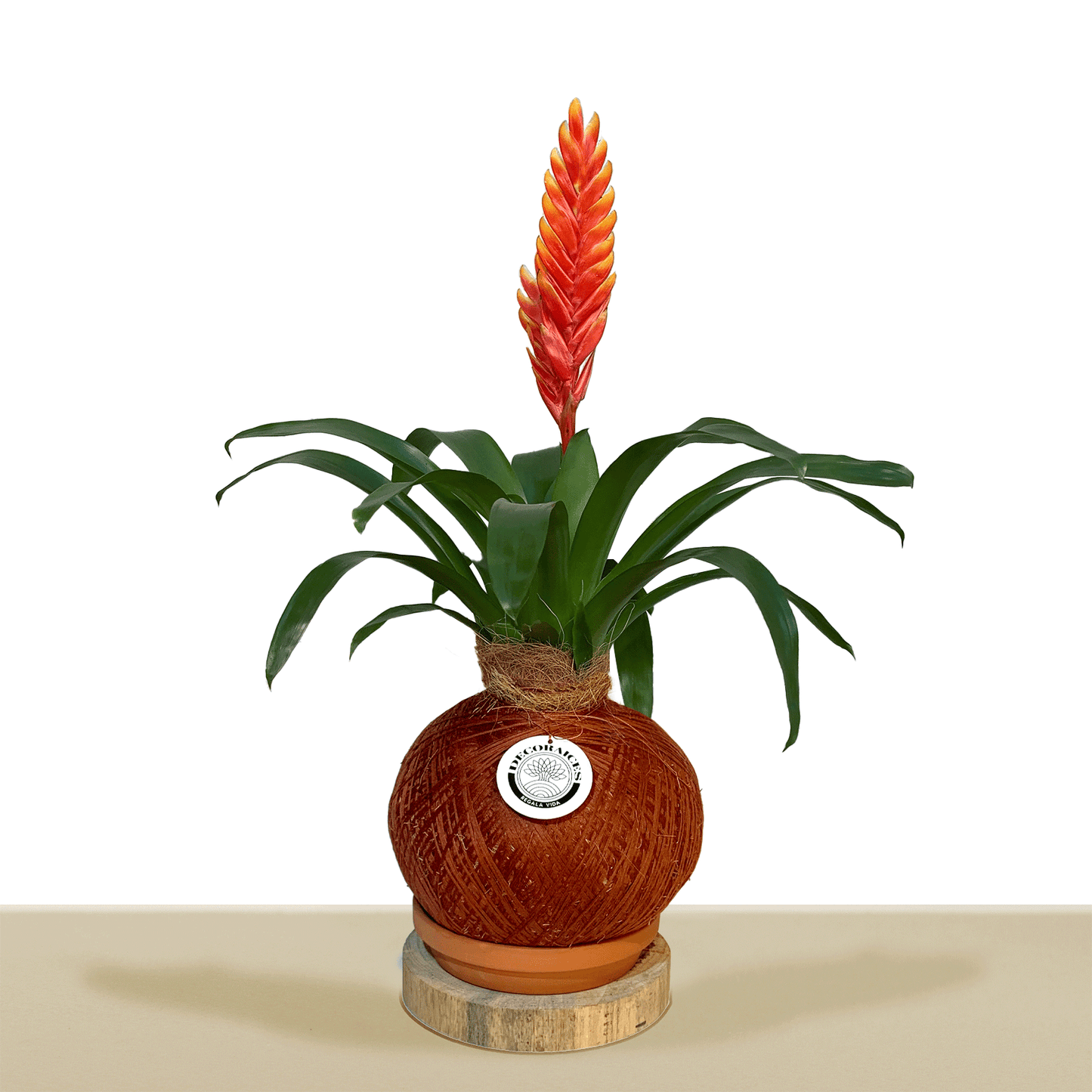 kokedama Vrie. Draco L