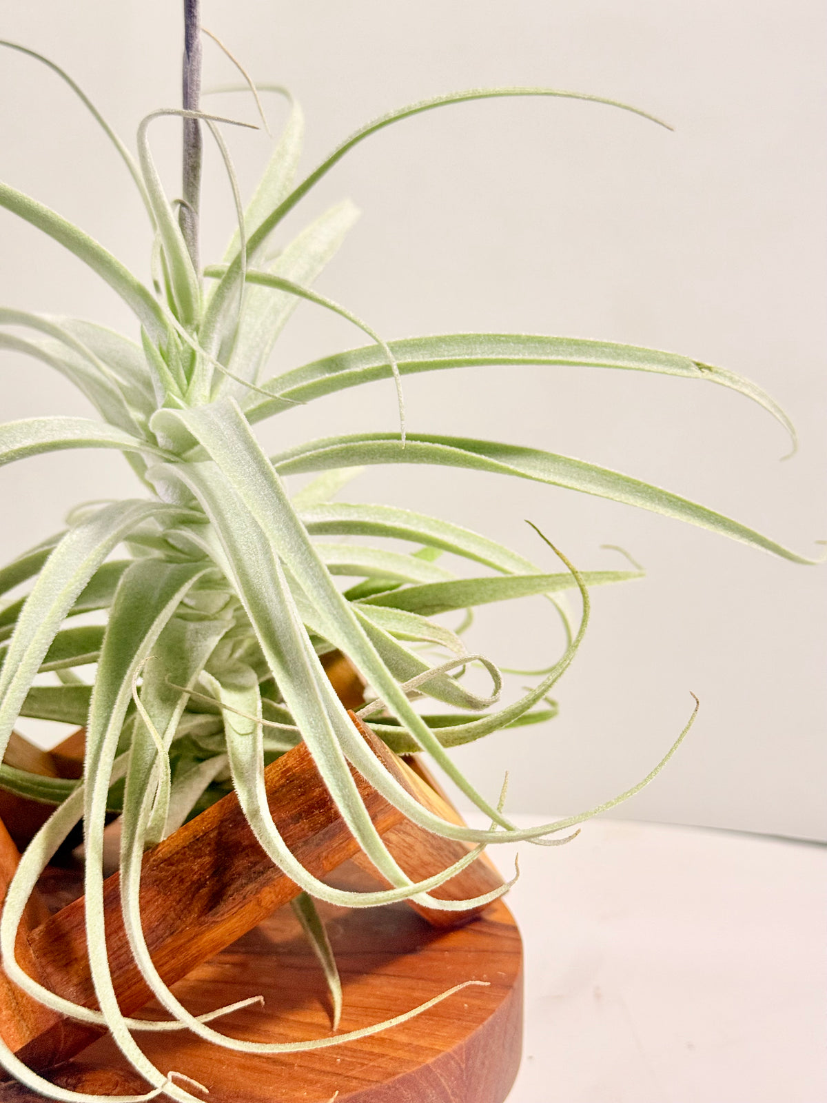 Tillandsia Purpúrea + base teca