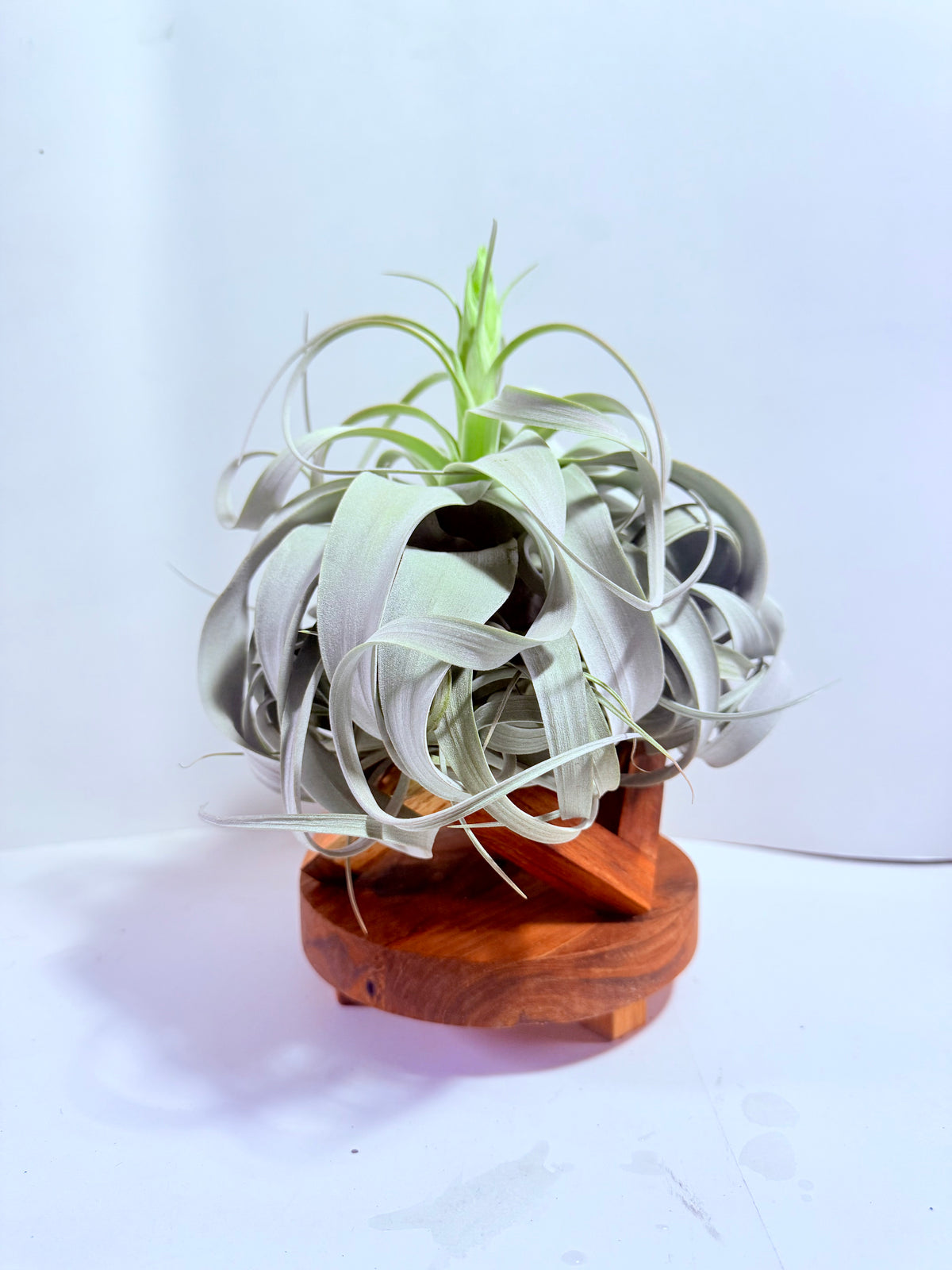 Till. Xerographica con botón XL + base teca