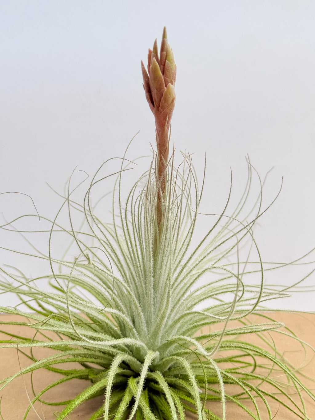 Tillandsia  Tectorum