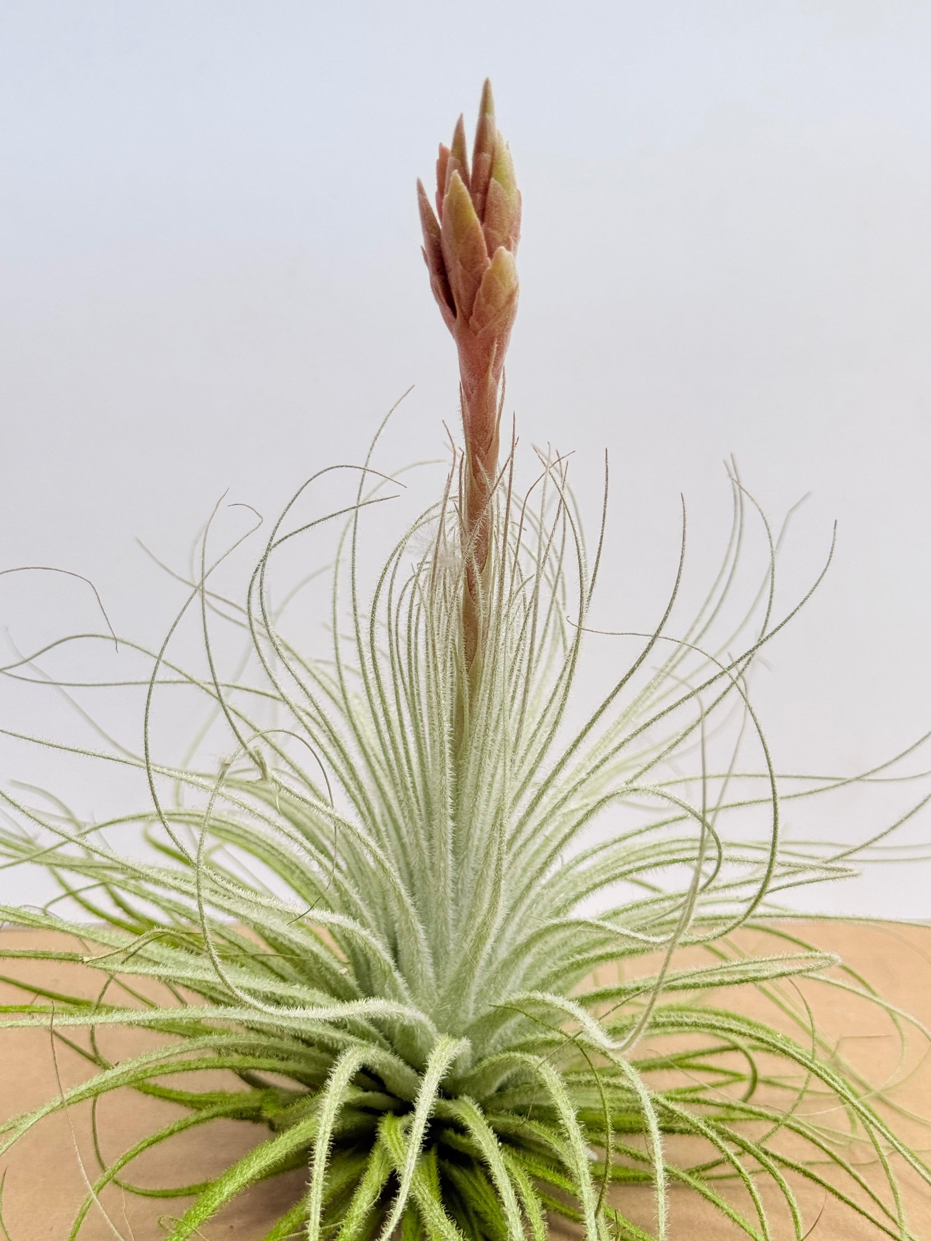 Tillandsia  Tectorum