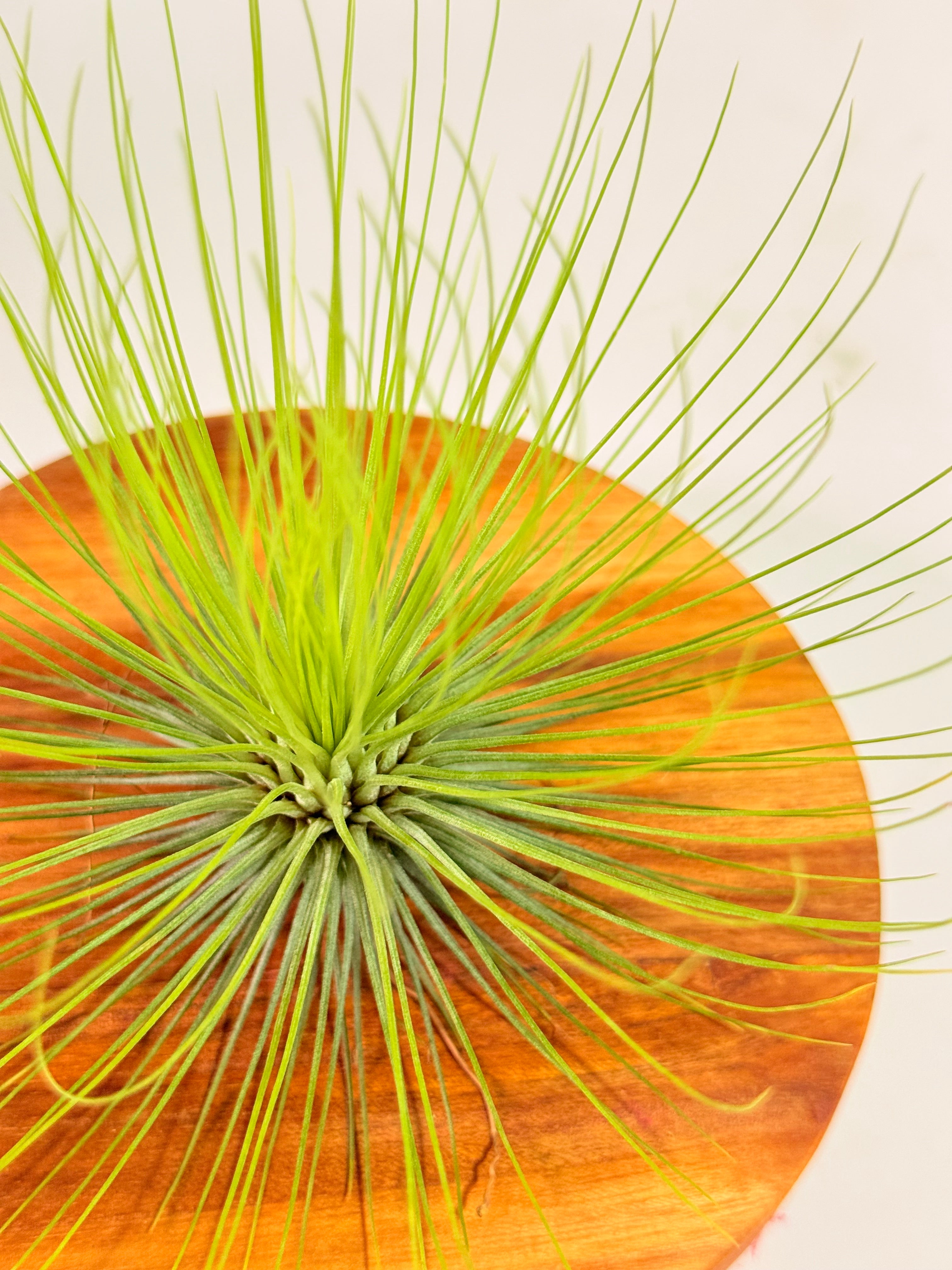 Tillandsia  Andreana M + matera