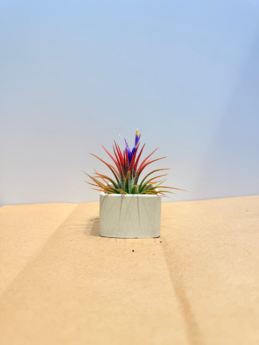 Till. Ionantha red + matera