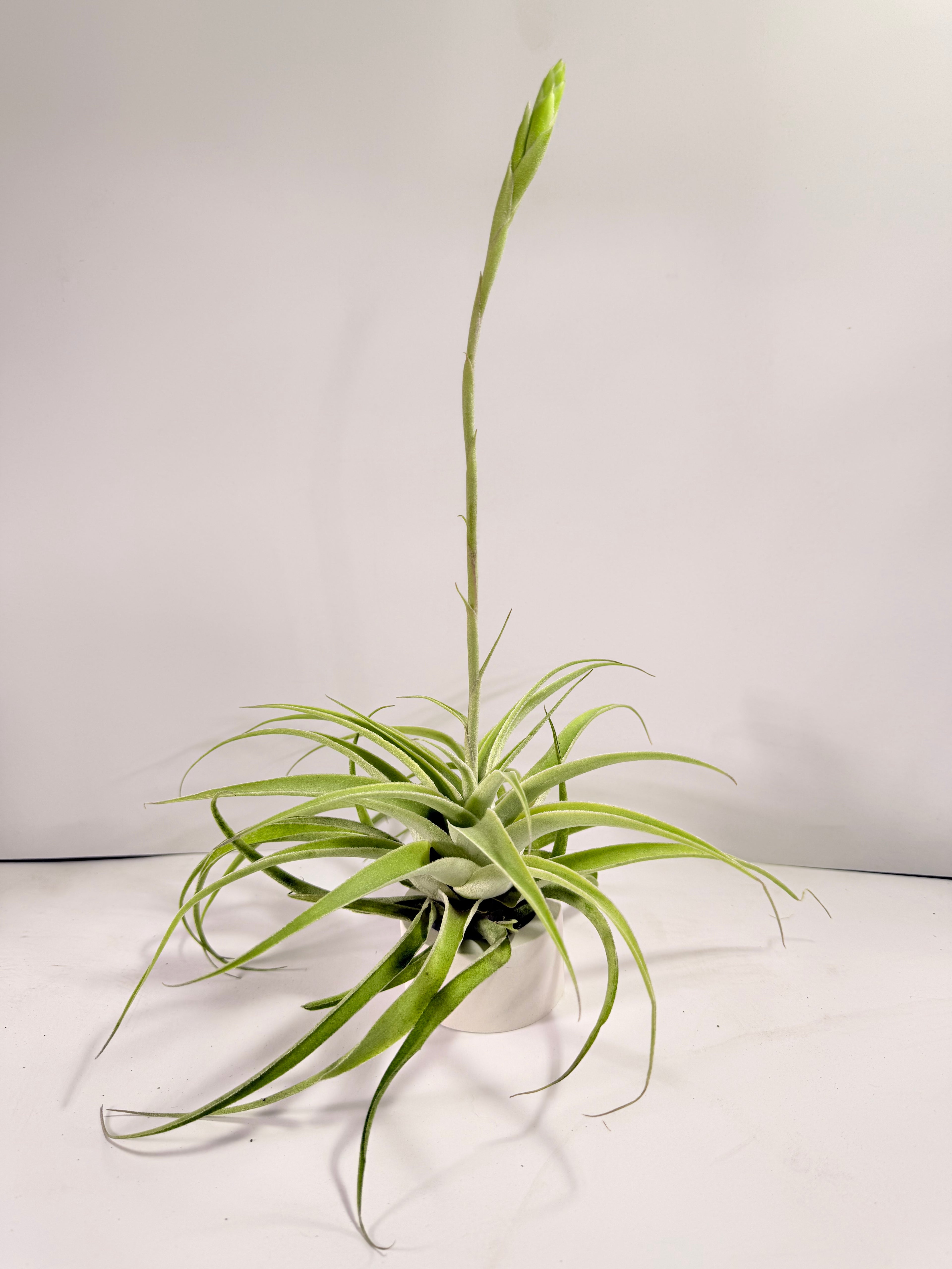 Tillandsia Cacticola regular form botón