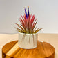 Till. Ionantha red