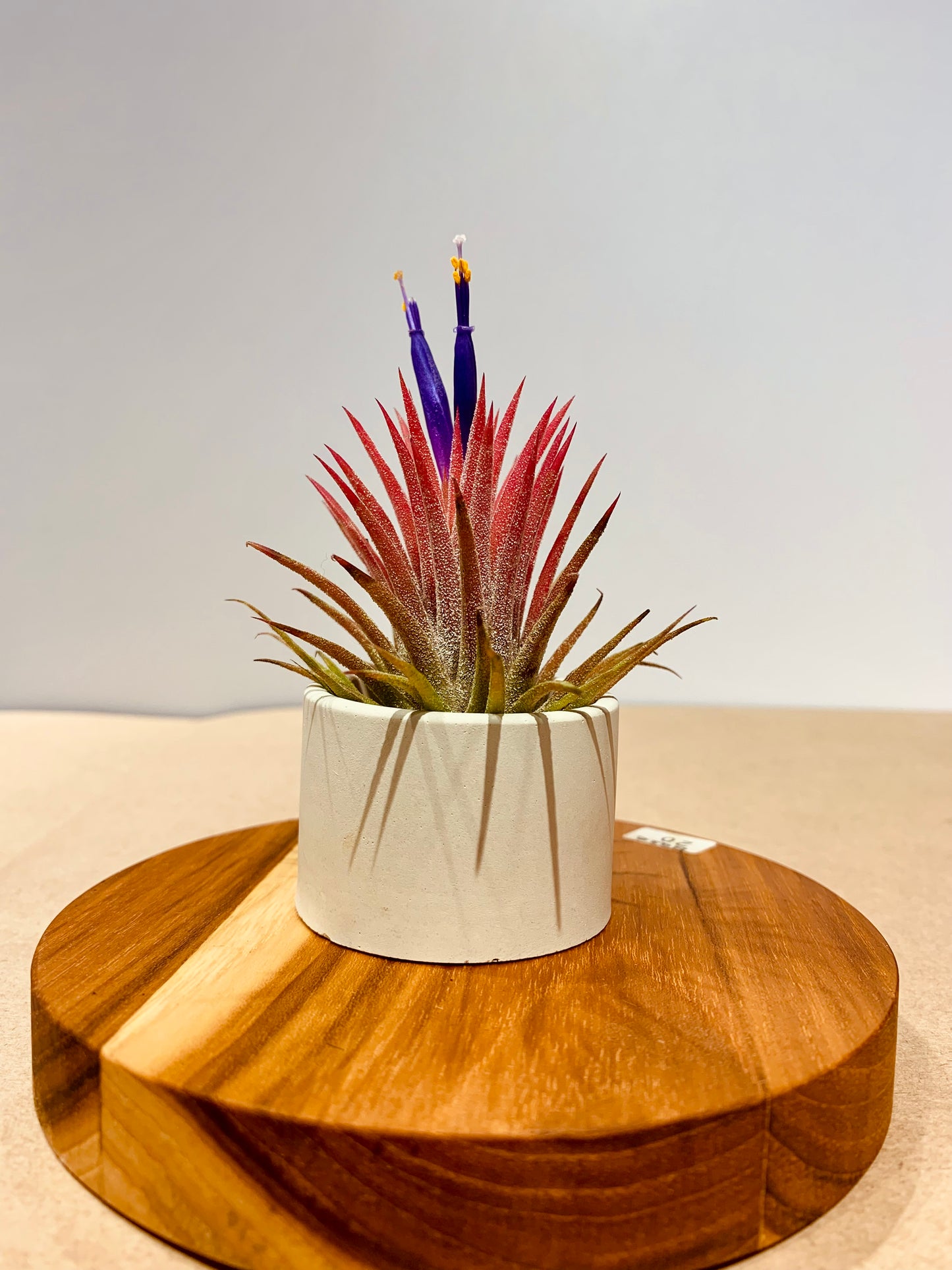 Till. Ionantha red