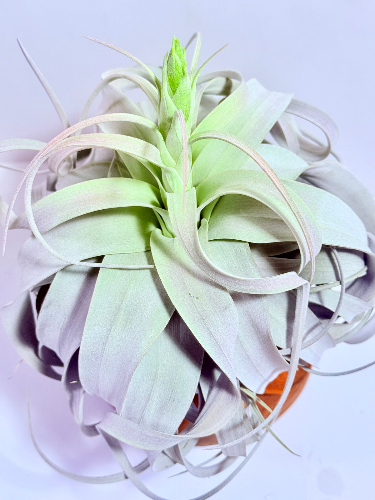 Till. Xerographica con botón XL + base teca
