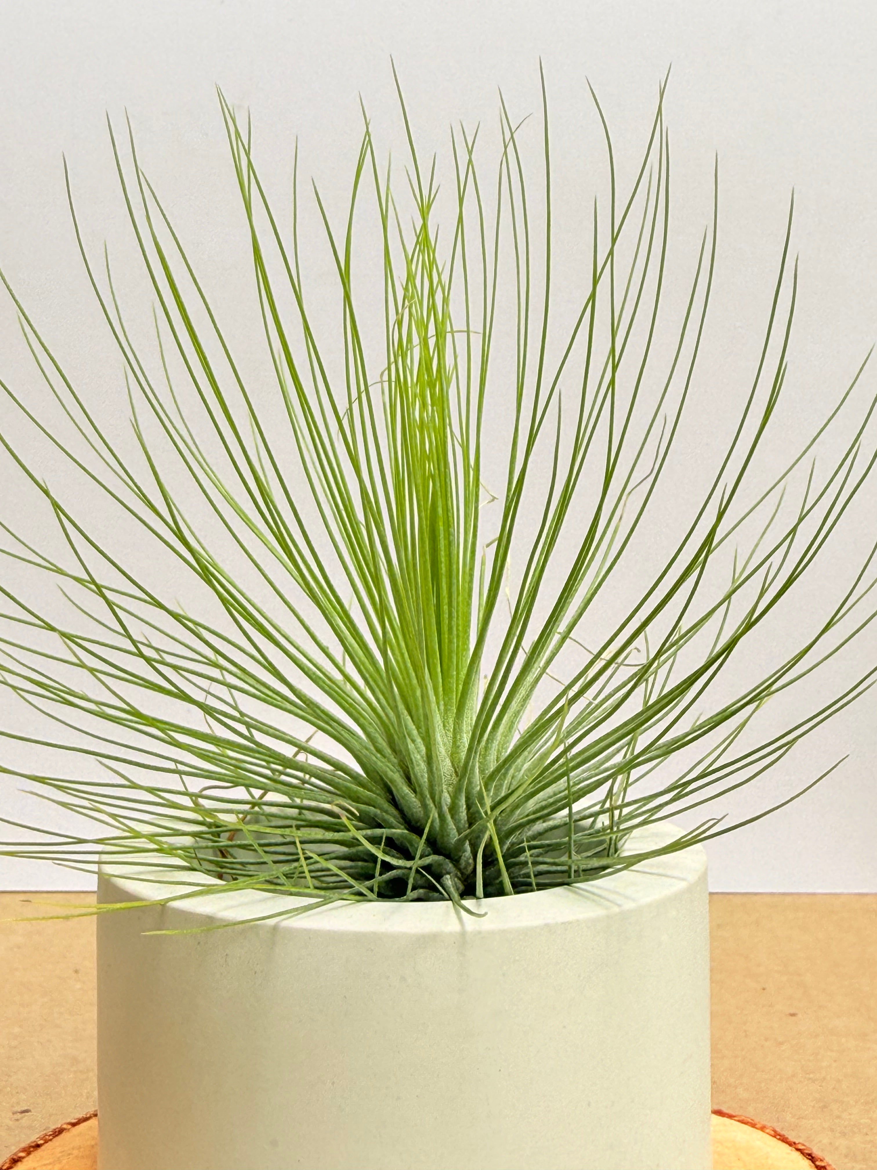 Kit. Till. Andreana M + matera + rodaja + fertilizante