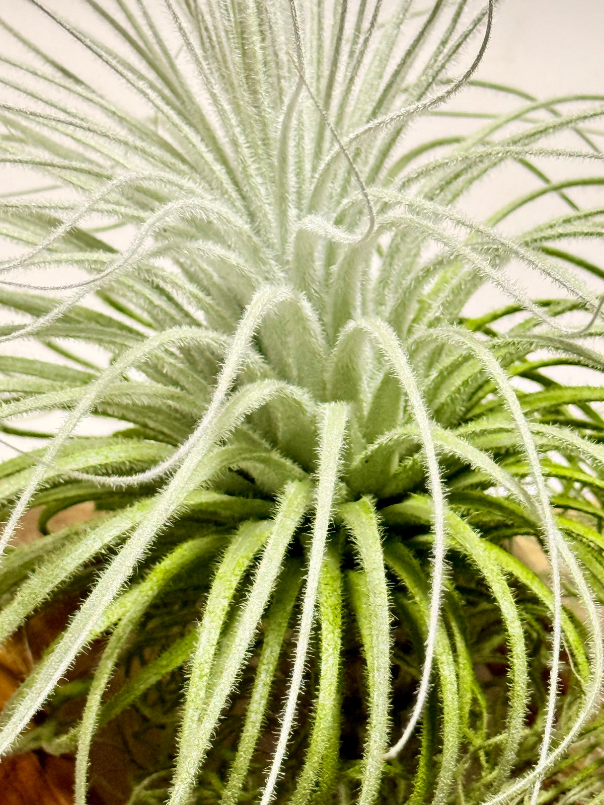 Kit Tillandsia tectorum M + fertilizante