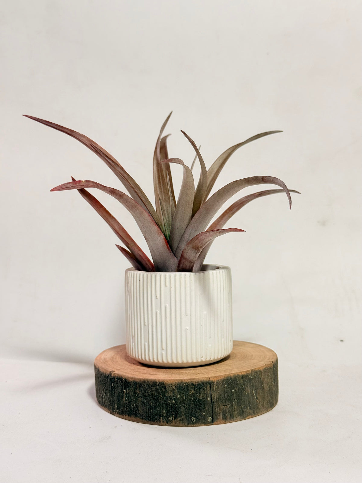 Till. Red Capitata Salmon mini + matera