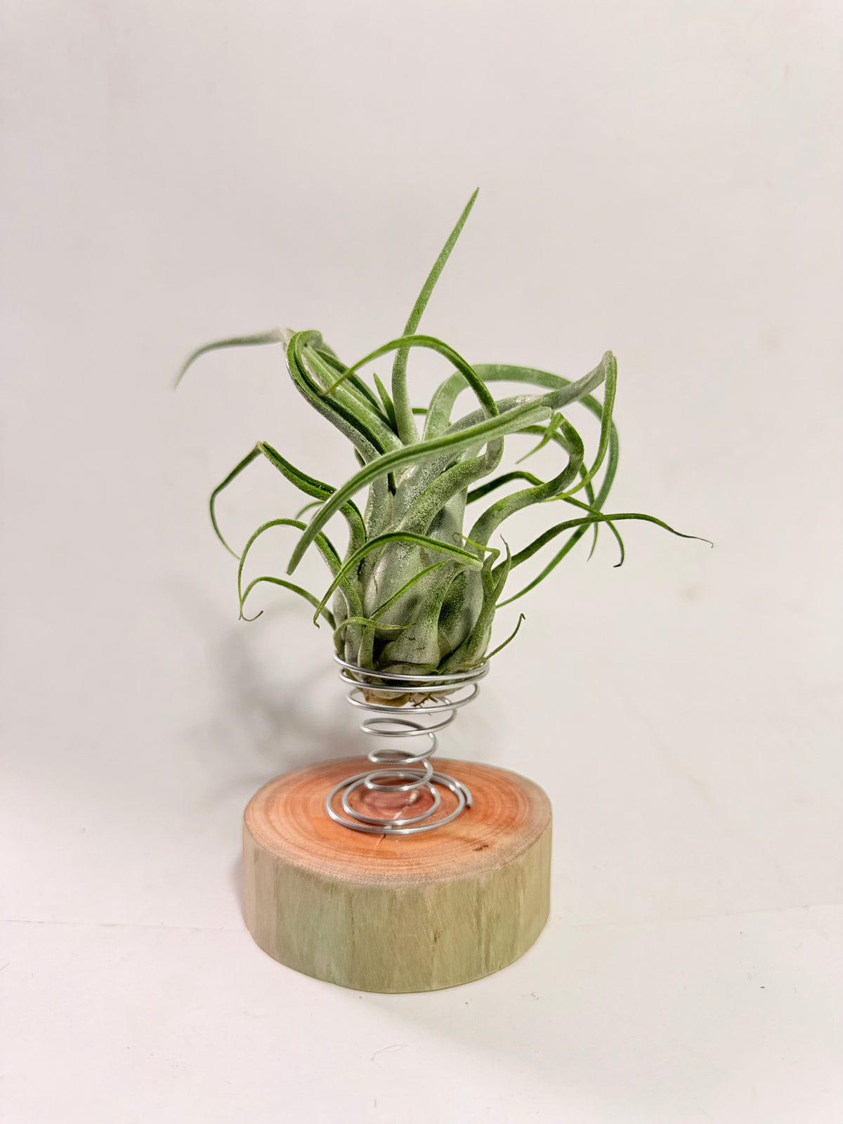 Tillandsia Caput medusae + rodaja madera + espiral