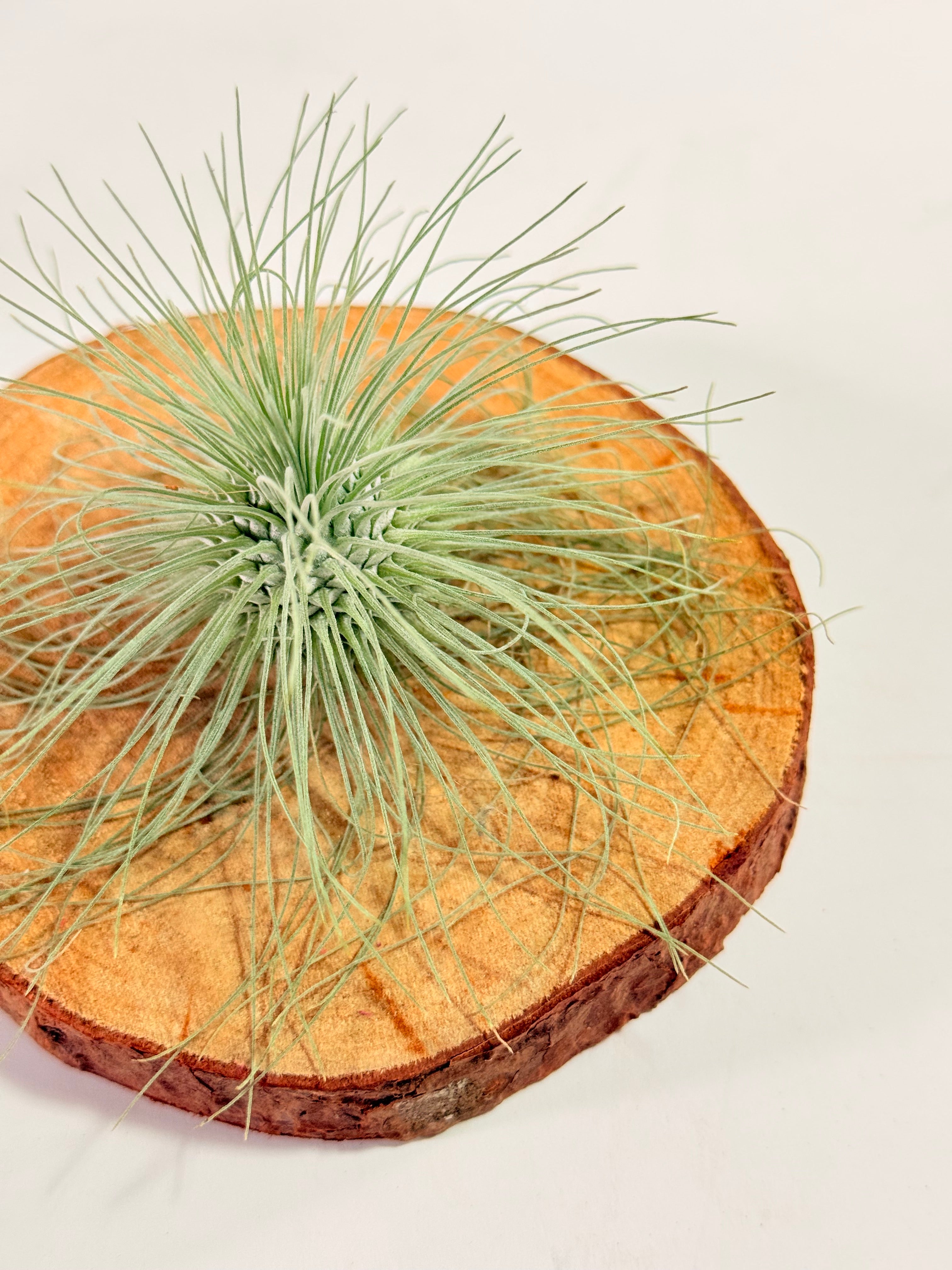 Tillandsia Fuchsii var. Gracilis