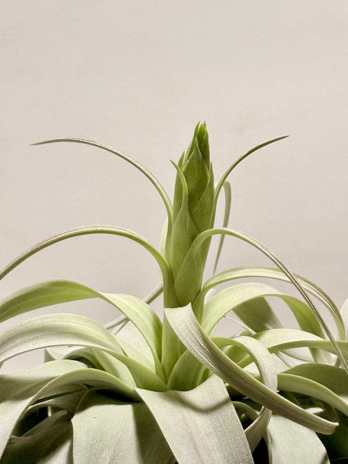 Kit Till. Xerographica XL con botón + fertilizante