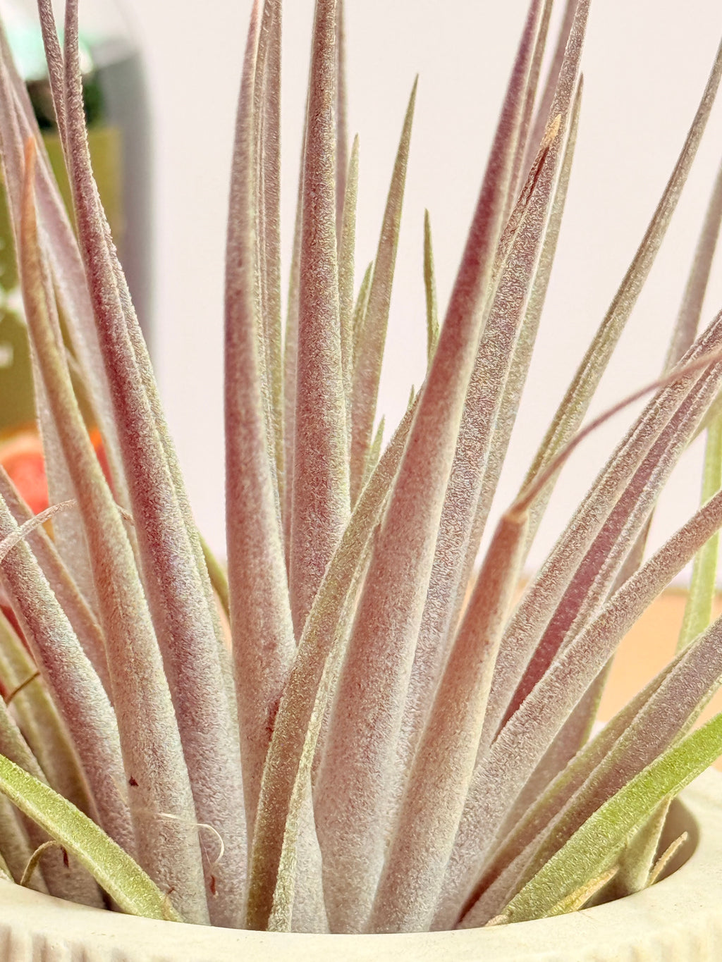 Kit Till. Plagiotropica purple s + plant force + matera