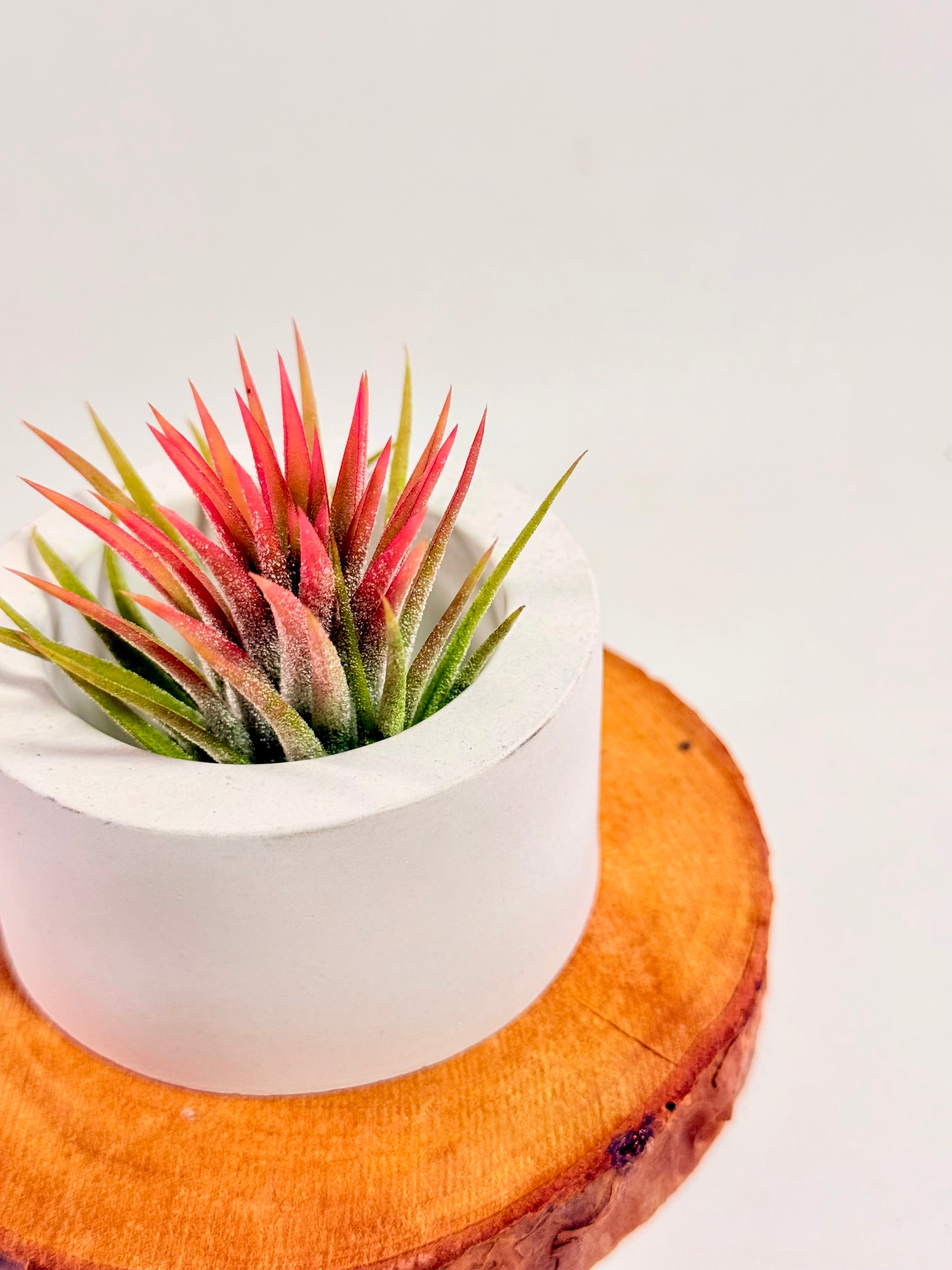 Tillandsia  Ionantha red matera redonda
