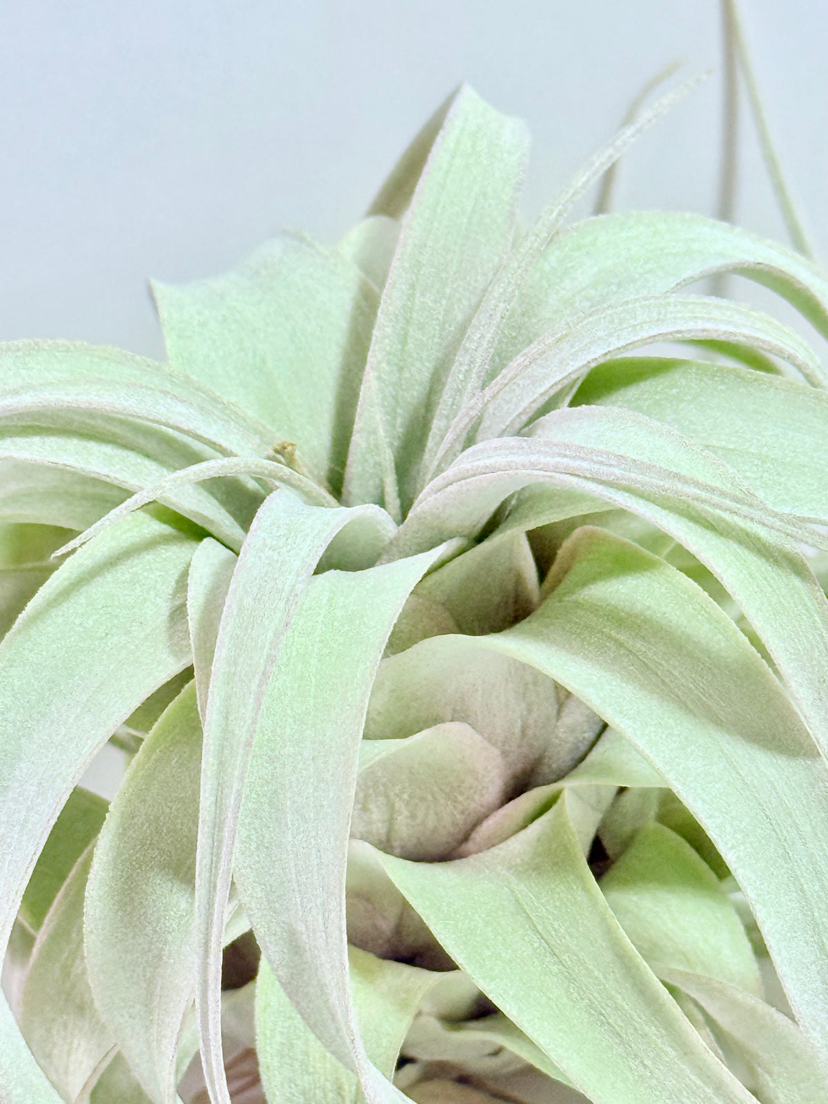 Till. Xerographica S